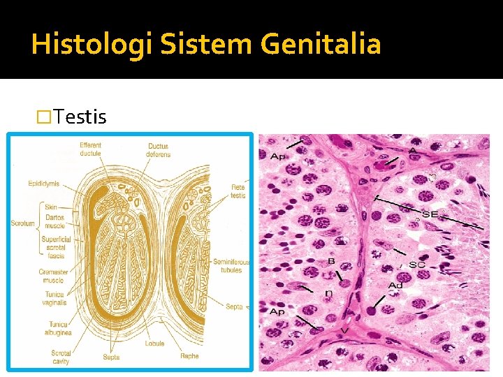 Histologi Sistem Genitalia �Testis 