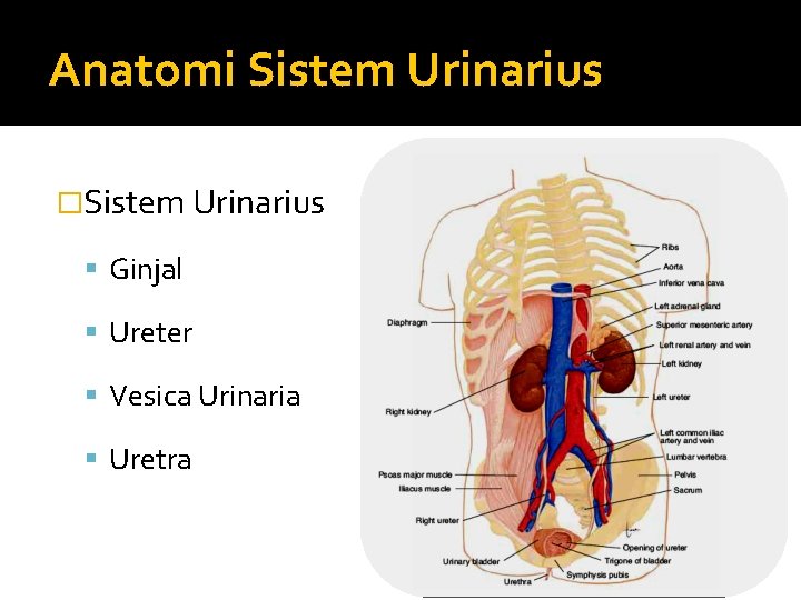 Anatomi Sistem Urinarius �Sistem Urinarius Ginjal Ureter Vesica Urinaria Uretra 