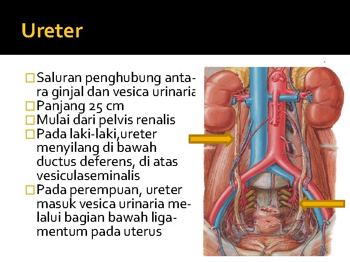 Ureter �Saluran penghubung anta- ra ginjal dan vesica urinaria �Panjang 25 cm �Mulai dari