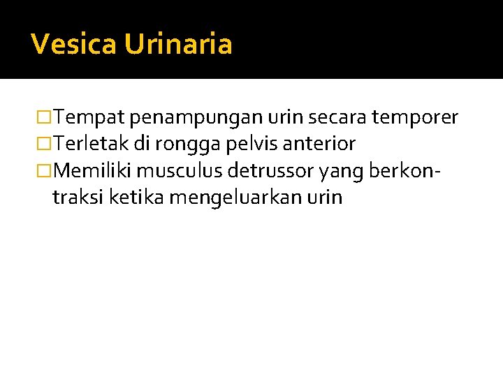 Vesica Urinaria �Tempat penampungan urin secara temporer �Terletak di rongga pelvis anterior �Memiliki musculus