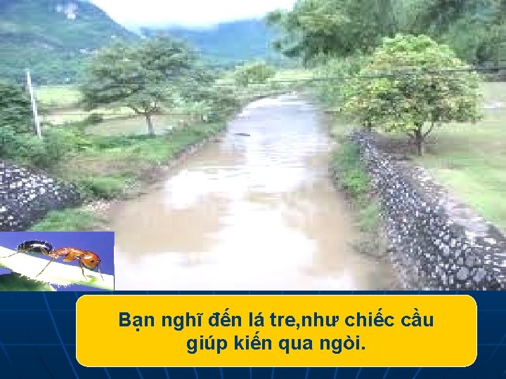 Bạn nghĩ đến lá tre, như chiếc cầu giúp kiến qua ngòi. 