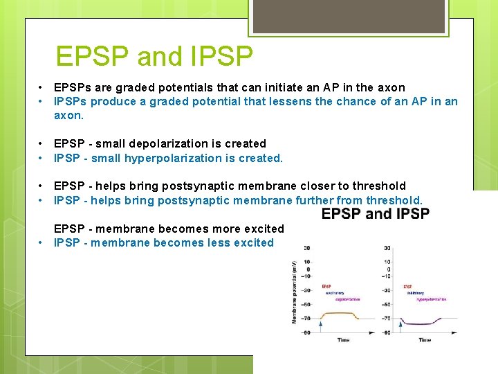 EPSP and IPSP • EPSPs are graded potentials that can initiate an AP in