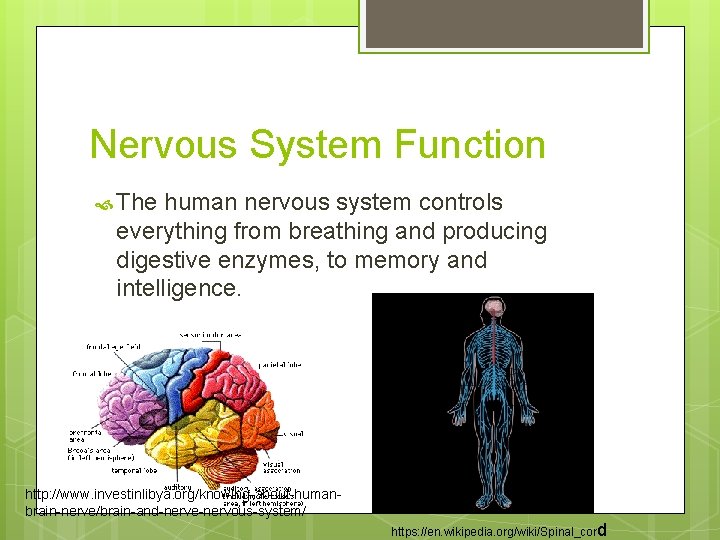 Nervous System Function The human nervous system controls everything from breathing and producing digestive