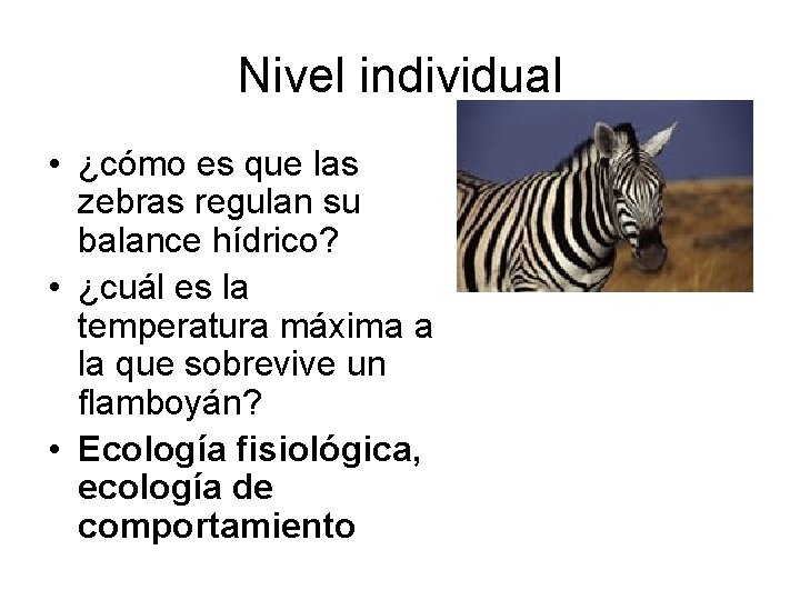 Nivel individual • ¿cómo es que las zebras regulan su balance hídrico? • ¿cuál