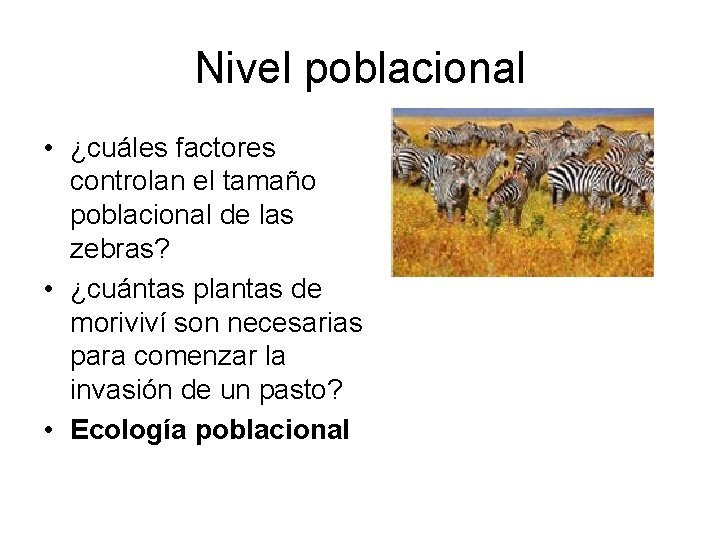 Nivel poblacional • ¿cuáles factores controlan el tamaño poblacional de las zebras? • ¿cuántas