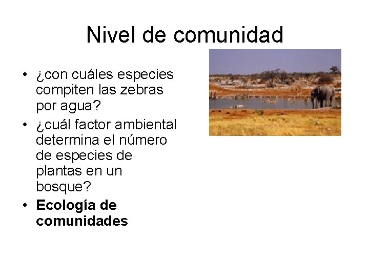 Nivel de comunidad • ¿con cuáles especies compiten las zebras por agua? • ¿cuál