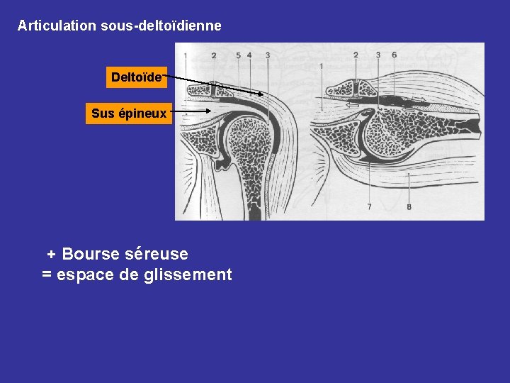 Articulation sous-deltoïdienne Deltoïde Sus épineux + Bourse séreuse = espace de glissement 