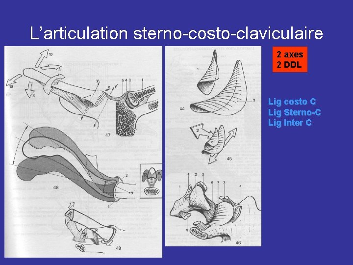 L’articulation sterno-costo-claviculaire 2 axes 2 DDL Lig costo C Lig Sterno-C Lig Inter C