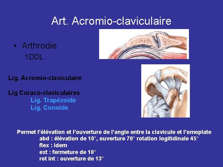 Art. Acromio-claviculaire • Arthrodie 1 DDL Lig. Acromio-claviculaire Lig Coraco-claviculaires Lig. Trapézoïde Lig. Conoïde