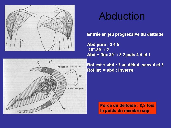 Abduction Entrée en jeu progressive du deltoïde Abd pure : 3 4 5 20°-30°