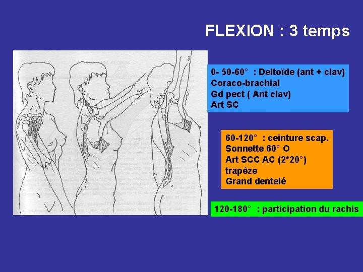 FLEXION : 3 temps 0 - 50 -60° : Deltoïde (ant + clav) Coraco-brachial