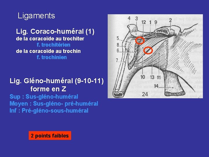 Ligaments Lig. Coraco-huméral (1) de la coracoïde au trochiter f. trochitérien de la coracoïde