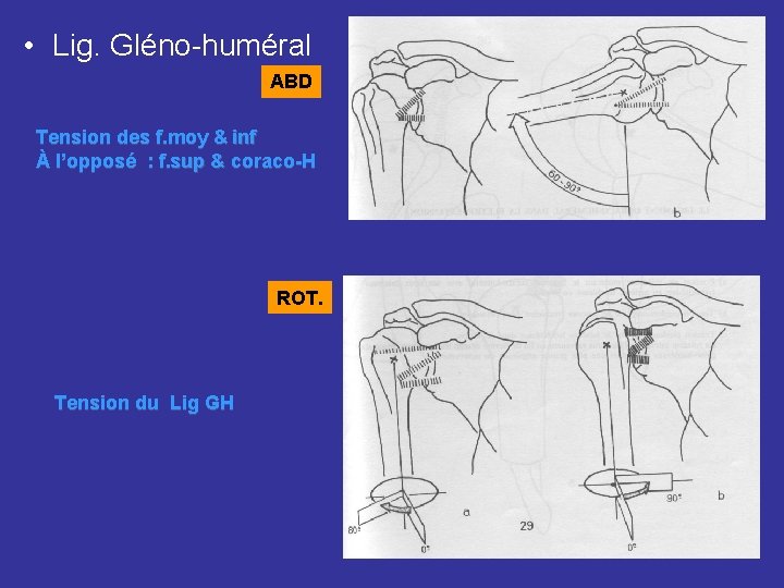  • Lig. Gléno-huméral ABD Tension des f. moy & inf À l’opposé :