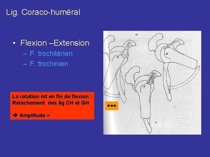 Lig. Coraco-huméral • Flexion –Extension – F. trochitérien – F. trochinien La rotation int