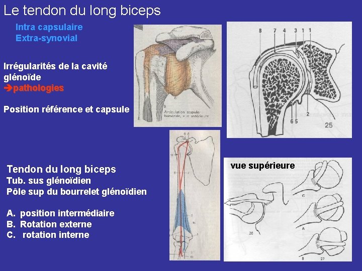 Le tendon du long biceps Intra capsulaire Extra-synovial Irrégularités de la cavité glénoïde pathologies