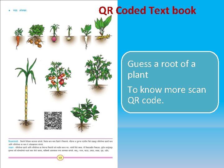QR Coded Text book Guess a root of a plant To know more scan