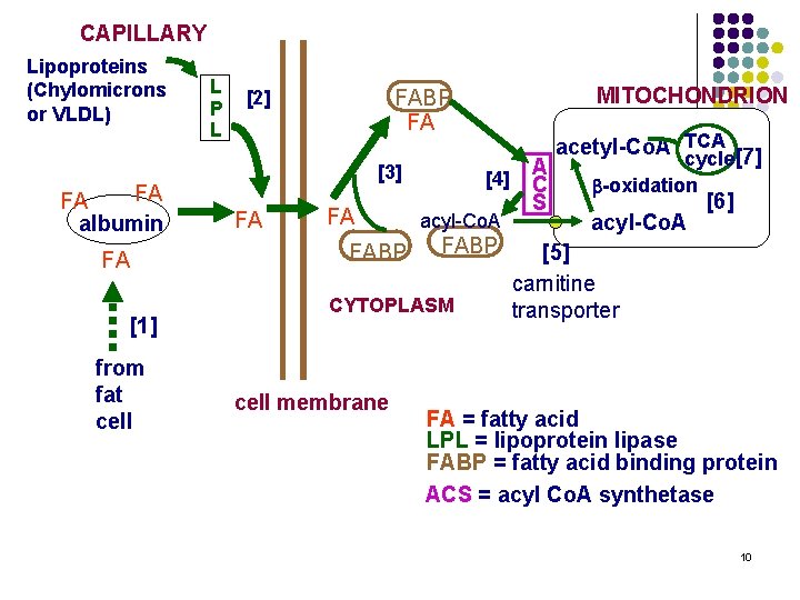 CAPILLARY Lipoproteins (Chylomicrons or VLDL) FA FA albumin FA [1] from fat cell L