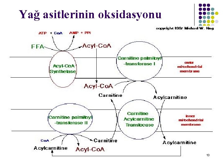 Yağ asitlerinin oksidasyonu 13 13 Yağ asitlerinin oksidasyonu 13 13
