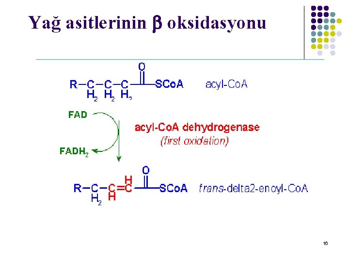 Yağ asitlerinin oksidasyonu 16 Yağ asitlerinin oksidasyonu 16