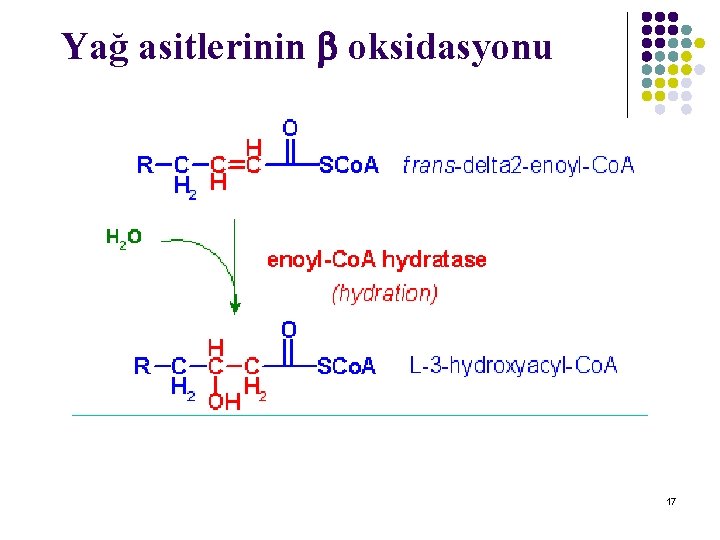 Yağ asitlerinin oksidasyonu 17 Yağ asitlerinin oksidasyonu 17