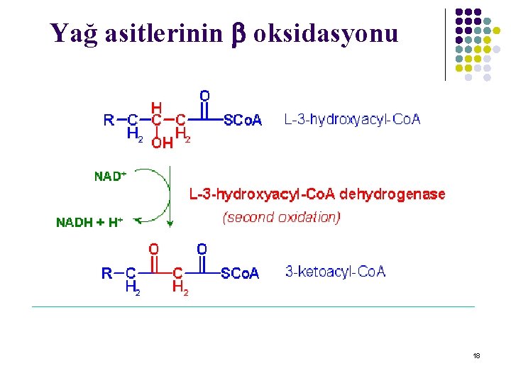 Yağ asitlerinin oksidasyonu 18 Yağ asitlerinin oksidasyonu 18