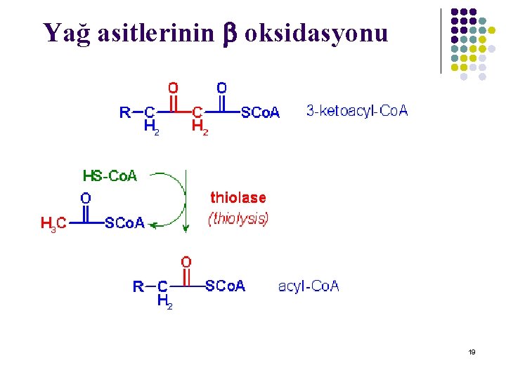 Yağ asitlerinin oksidasyonu 19 Yağ asitlerinin oksidasyonu 19