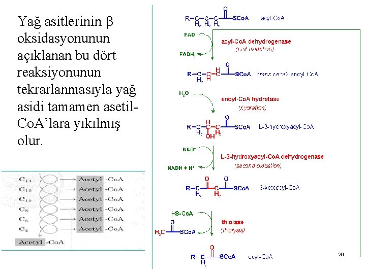 Yağ asitlerinin oksidasyonunun açıklanan bu dört reaksiyonunun tekrarlanmasıyla yağ asidi tamamen asetil. Co. A’lara Yağ asitlerinin oksidasyonunun açıklanan bu dört reaksiyonunun tekrarlanmasıyla yağ asidi tamamen asetil. Co. A’lara