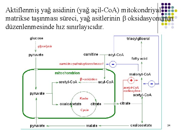 Aktiflenmiş yağ asidinin (yağ açil-Co. A) mitokondriyal matrikse taşınması süreci, yağ asitlerinin oksidasyonunun düzenlenmesinde Aktiflenmiş yağ asidinin (yağ açil-Co. A) mitokondriyal matrikse taşınması süreci, yağ asitlerinin oksidasyonunun düzenlenmesinde