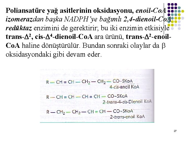 Poliansatüre yağ asitlerinin oksidasyonu, enoil-Co. A izomerazdan başka NADPH’ye bağımlı 2, 4 -dienoil-Co. A Poliansatüre yağ asitlerinin oksidasyonu, enoil-Co. A izomerazdan başka NADPH’ye bağımlı 2, 4 -dienoil-Co. A