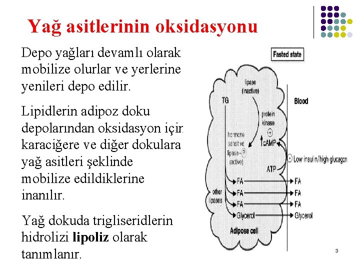 Yağ asitlerinin oksidasyonu Depo yağları devamlı olarak mobilize olurlar ve yerlerine yenileri depo edilir. Yağ asitlerinin oksidasyonu Depo yağları devamlı olarak mobilize olurlar ve yerlerine yenileri depo edilir.