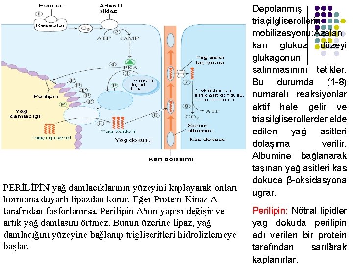 PERİLİPİN yağ damlacıklarının yüzeyini kaplayarak onları hormona duyarlı lipazdan korur. Eğer Protein Kinaz A PERİLİPİN yağ damlacıklarının yüzeyini kaplayarak onları hormona duyarlı lipazdan korur. Eğer Protein Kinaz A