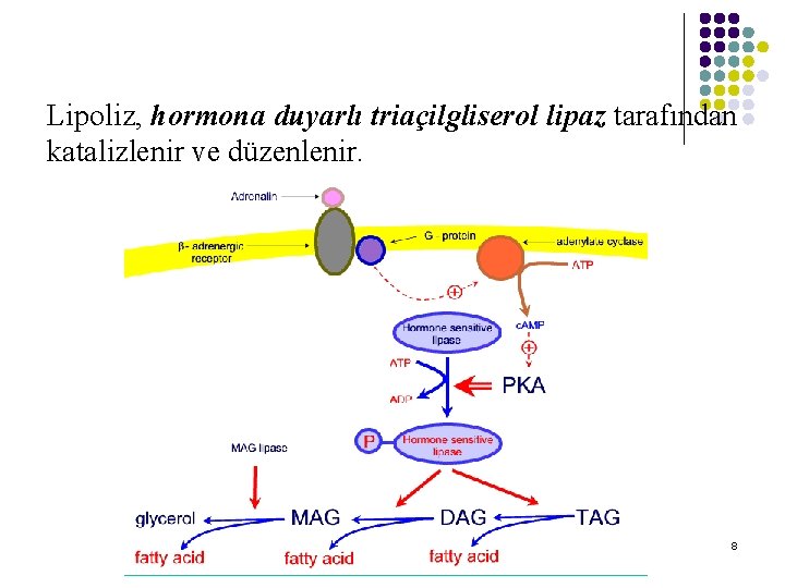 Lipoliz, hormona duyarlı triaçilgliserol lipaz tarafından katalizlenir ve düzenlenir. 8 Lipoliz, hormona duyarlı triaçilgliserol lipaz tarafından katalizlenir ve düzenlenir. 8