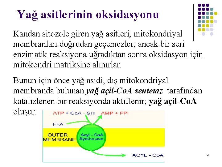 Yağ asitlerinin oksidasyonu Kandan sitozole giren yağ asitleri, mitokondriyal membranları doğrudan geçemezler; ancak bir Yağ asitlerinin oksidasyonu Kandan sitozole giren yağ asitleri, mitokondriyal membranları doğrudan geçemezler; ancak bir