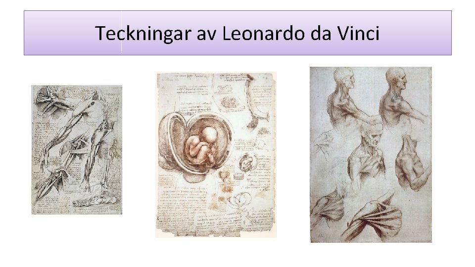 Teckningar av Leonardo da Vinci 