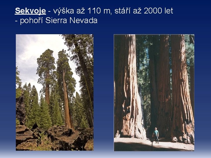 Sekvoje - výška až 110 m, stáří až 2000 let - pohoří Sierra Nevada