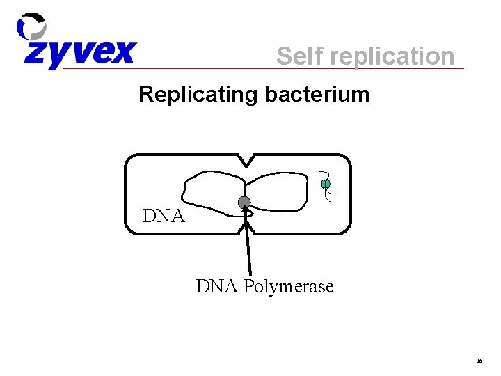 Self replication Replicating bacterium DNA Polymerase 36 