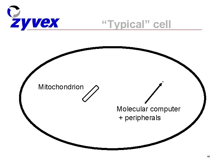 “Typical” cell Mitochondrion Molecular computer + peripherals 48 