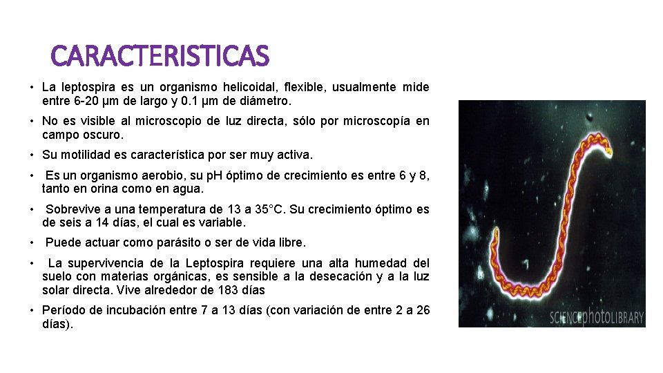 CARACTERISTICAS • La leptospira es un organismo helicoidal, flexible, usualmente mide entre 6 -20