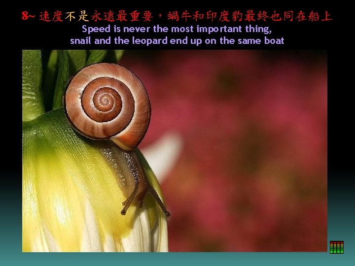 8~ 速度不是永遠最重要，蝸牛和印度豹最終也同在船上 Speed is never the most important thing, snail and the leopard end