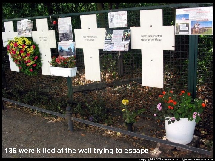 136 were killed at the wall trying to escape 