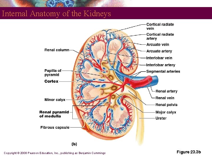 Internal Anatomy of the Kidneys Copyright © 2008 Pearson Education, Inc. , publishing as