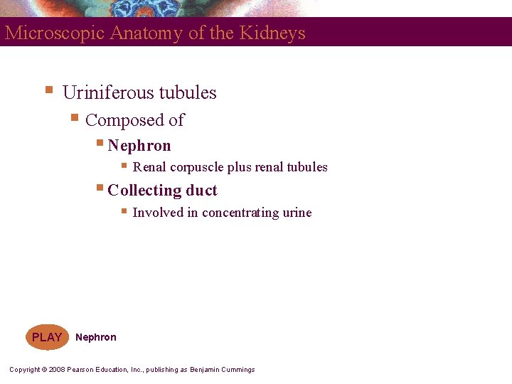 Microscopic Anatomy of the Kidneys § Uriniferous tubules § Composed of § Nephron §