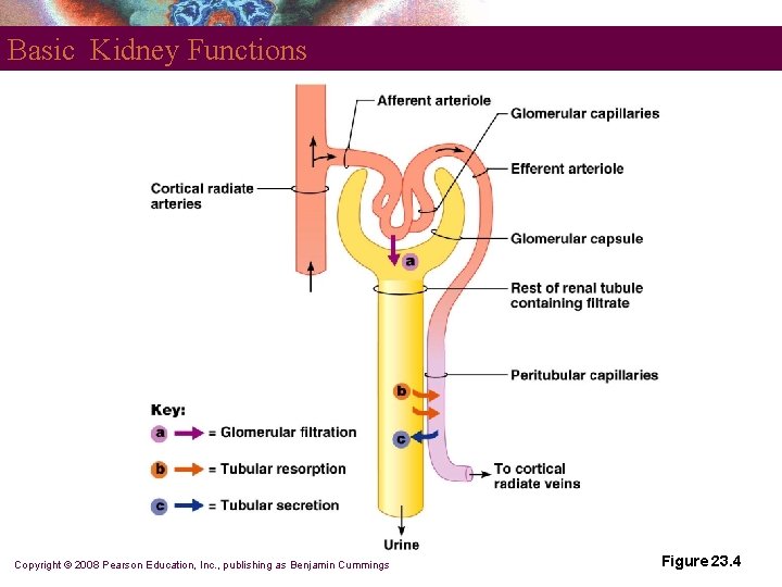 Basic Kidney Functions Copyright © 2008 Pearson Education, Inc. , publishing as Benjamin Cummings