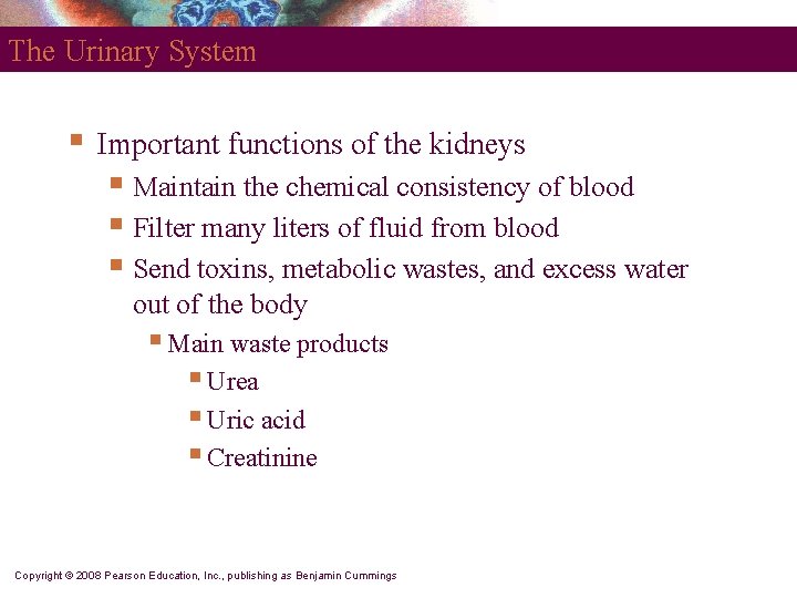 The Urinary System § Important functions of the kidneys § Maintain the chemical consistency