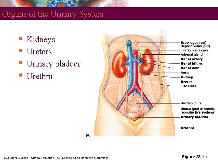 Organs of the Urinary System § § Kidneys Ureters Urinary bladder Urethra Copyright ©