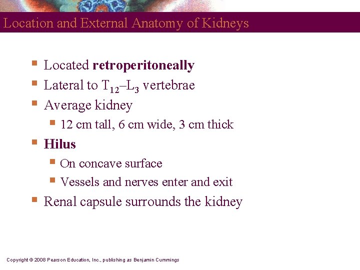 Location and External Anatomy of Kidneys § § § Located retroperitoneally Lateral to T