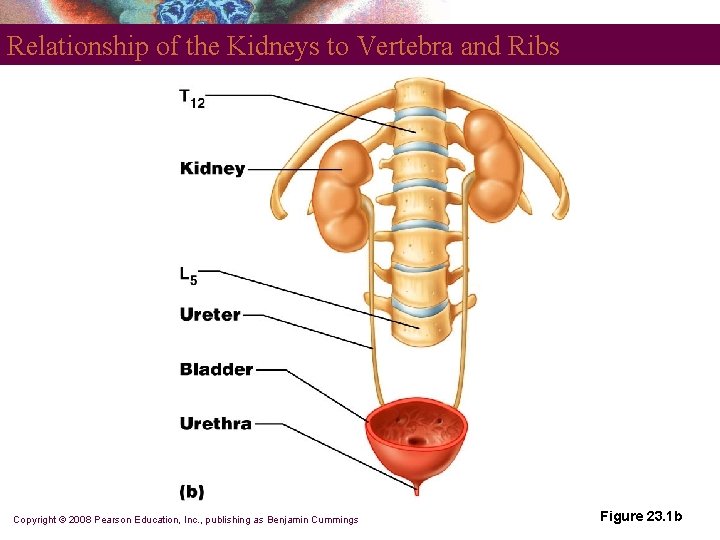 Relationship of the Kidneys to Vertebra and Ribs Copyright © 2008 Pearson Education, Inc.