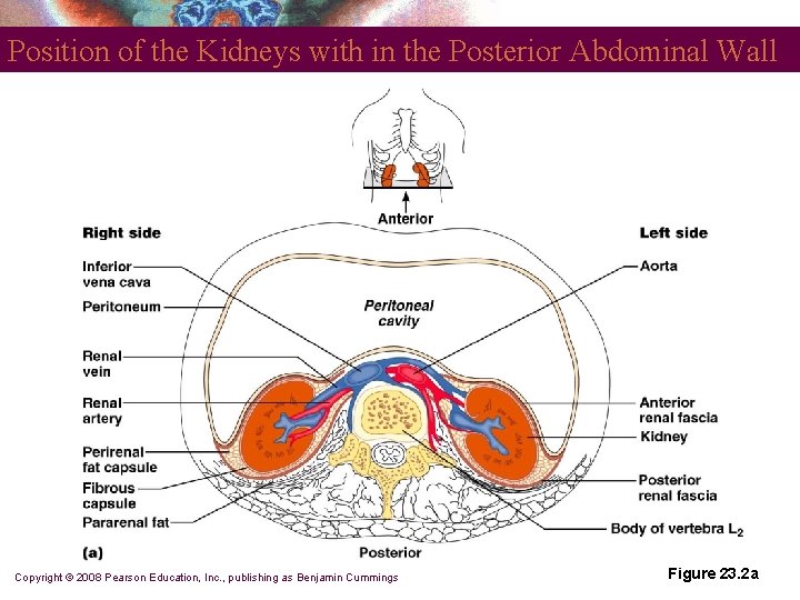 Position of the Kidneys with in the Posterior Abdominal Wall Copyright © 2008 Pearson