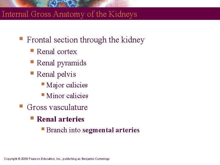 Internal Gross Anatomy of the Kidneys § Frontal section through the kidney § Renal