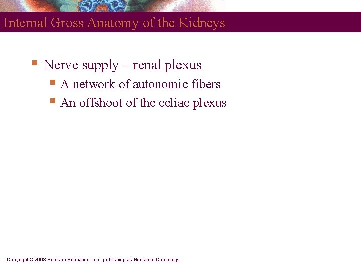 Internal Gross Anatomy of the Kidneys § Nerve supply – renal plexus § A